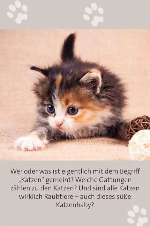 Das große Katzen Quiz
